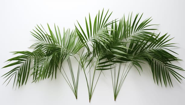 Bamboo Palm leaves on white background, isolated. High quality photo