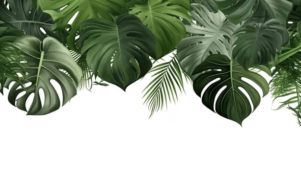 Tropical leaves nature frame layout of Monstera. High quality photo