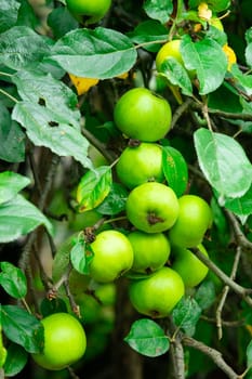 Many unripe green apples on a branch of an apple tree. Selective focus.