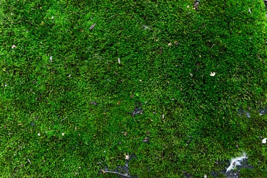 Background of fresh green moss. Surface with the texture of natural moss.