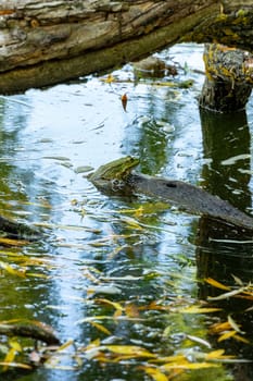 A frog is sitting on a sunken piece of wood.