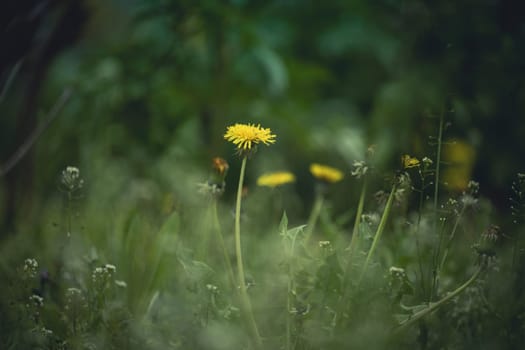 Green meadow with yellow blooming dandelions on a spring day