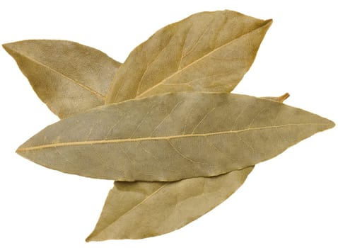 Dry bay leaf on isolated background, spice. Top view