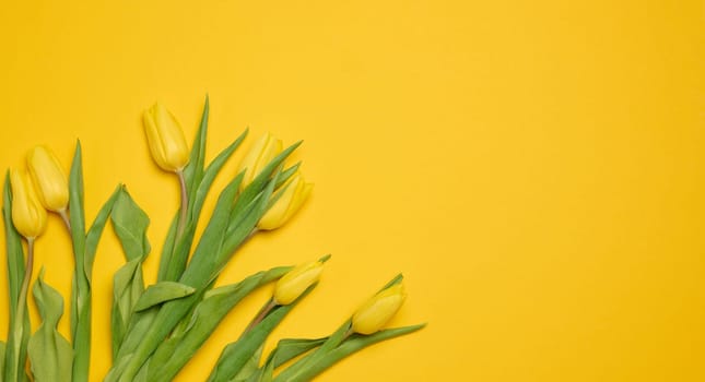 Bouquet of blooming tulips with green leaves on a yellow background, top view. Copy space