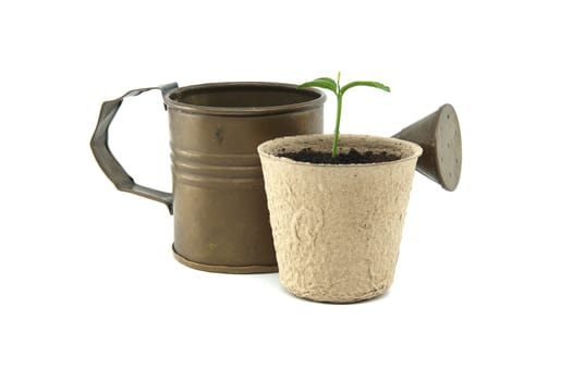 Potted plant with a single sprout and a vintage watering can isolated on a white background