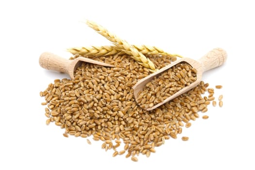 Wheat grain seeds spilling from two wooden scoops near to ripe wheat ears over white background with selective focus