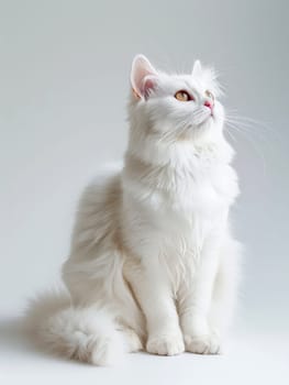 white cat sitting on the ground , transparent white background .AI generative.