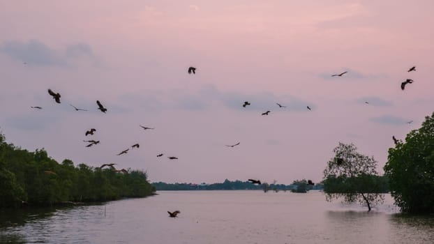 Sea Eagles at sunset in the mangrove forest of Chantaburi in Thailand, Red backed sea eagle