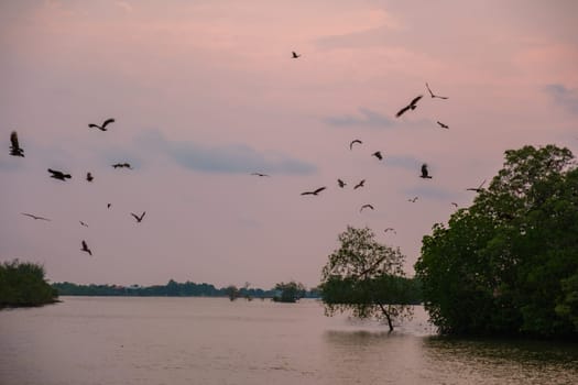 Sea Eagles at sunset in the mangrove of Chantaburi in Thailand at sunset