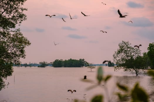 Sea Eagles at sunset in the mangrove of Chantaburi in Thailand, Red backed sea eagle