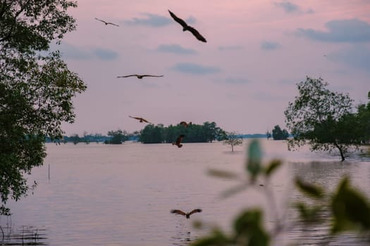 Sea Eagles at sunset in the mangrove of Chantaburi in Thailand, Red backed sea eagle flying over the water