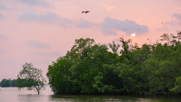 Sea Eagles at sunset in the mangrove of Chantaburi in Thailand, Red backed sea eagles, group of birds above a mangrove forest