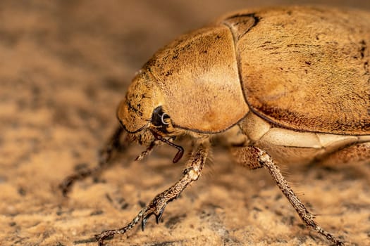 Close up light brown large Insect beetle. Interaction with wild nature beauty fauna Entomology image.