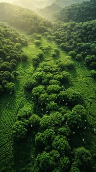 Aerial view of lush green field with kites flying above for Pakistani Spring Festival.