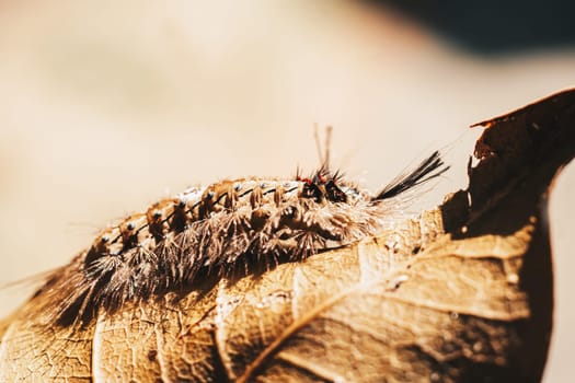 Cute beautiful fluffy light brown large caterpillar on leaf. Interaction with wild nature beauty fauna Entomology image.