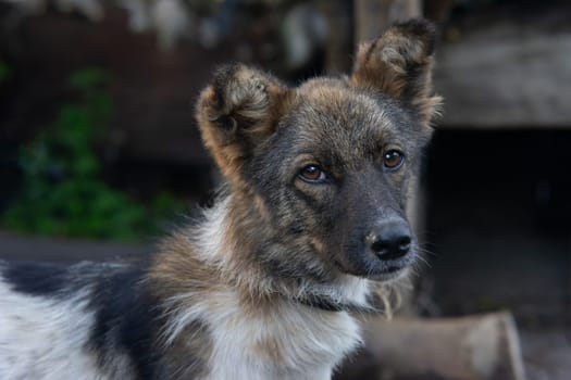 A small spotted dog. Close-up photo of a purebred dog.