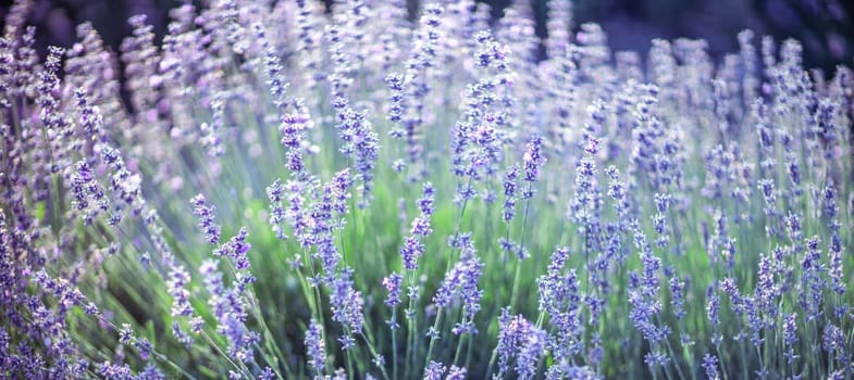 Blooming lavender in a field at in Provence. Fantastic summer mood, floral sunset landscape of meadow lavender flowers. Peaceful bright and relaxing nature scenery