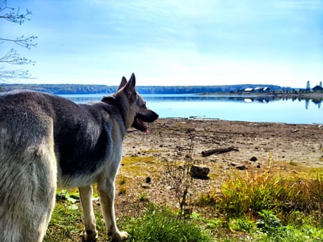 Dog German Shepherd near water of lake, river or sea. Russian eastern European dog veo in a nice day