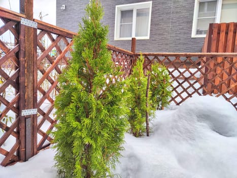 A small green tree grows beside sturdy wooden fence in a rural setting in winter day. Small Green Tree Next to Wooden Fence in snow. Thuja, spruce, pine, evergreen