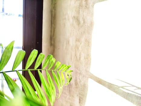 Green Hamedorea palm tree branch with leaves on windowsill in sunny day. Domestic plant. Frame, pattern, copy space on light background