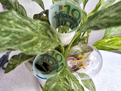 Green flower, euro paper banknotes and an energy-saving lamp. The concept of cost savings and economy, natural energy sources