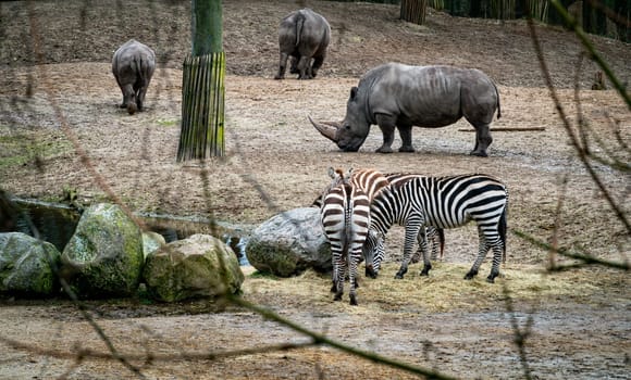 A group of animals near a waterhole including, White Rhino, and Zebra