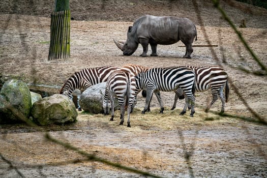 A group of animals near a waterhole including, White Rhino, and Zebra