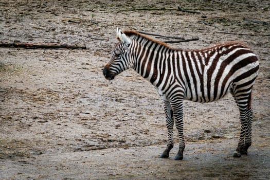 A beautiful little African Burchell Zebra foal standing in the sand