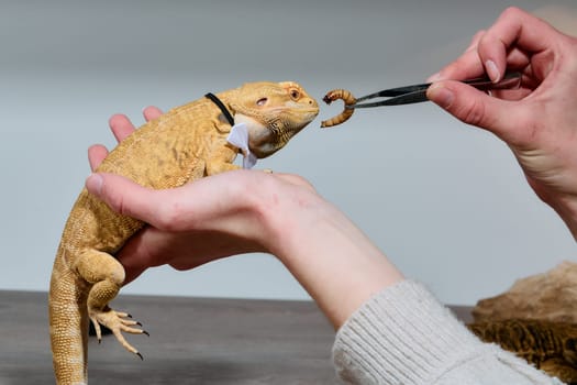 A woman lovingly feeds her bearded dragon, a moment of tender care that highlights the special bond between humans and reptiles.