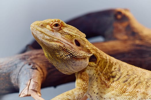 Close-up photo of a bearded dragon's vibrant yellow textured scales against a crisp white background, showcasing the mesmerizing beauty of this exotic reptile.