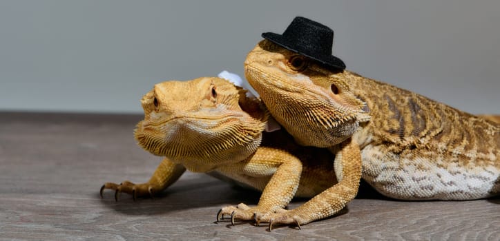 Close-up photo of a two bearded dragons reveals its yellow skin texture, red eyes, and sharp claws.