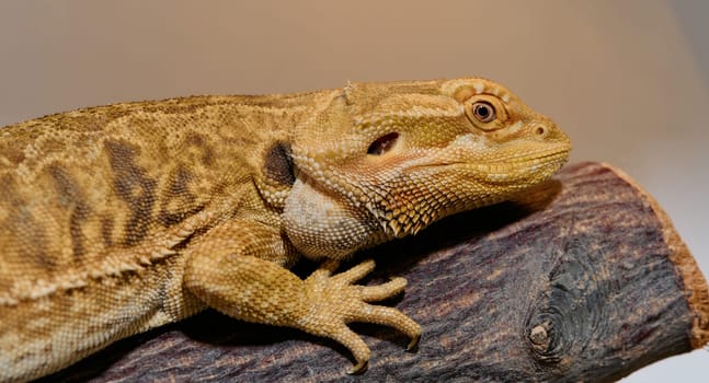 Close-up photo of a bearded dragon reveals its yellow skin texture, red eyes, and sharp claws.