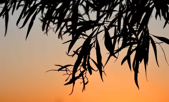 Olive tree leaves on a beautiful sunset background. Summer vacation and coastal nature concept