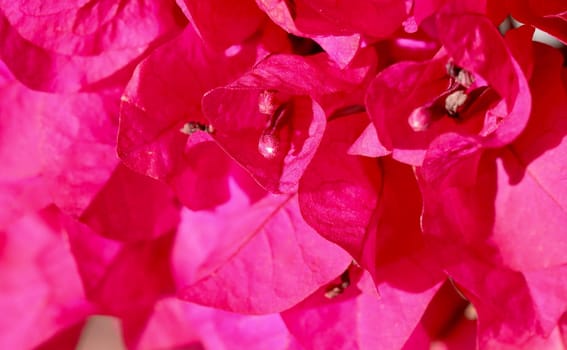 Background of petals of blooming pink bougainvillea flowers. Tropical floral backdrop. Soft focus