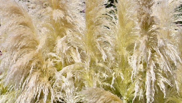 Background from Pampas grass. Natural backdrop, closeup of photo