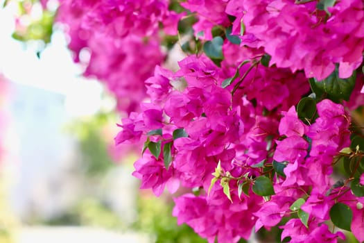 Lush bloom of pink bougainvillea. Tropical flowers background. Soft focus