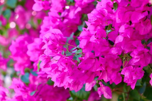Lush bloom of pink bougainvillea. Tropical flowers background. Soft focus
