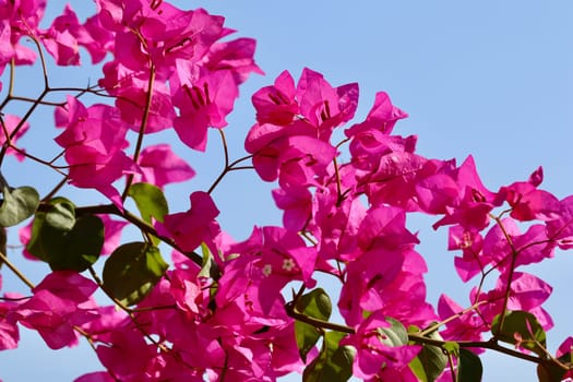 Pink Begonville flowers against blue sky on a sunny day. Floral background