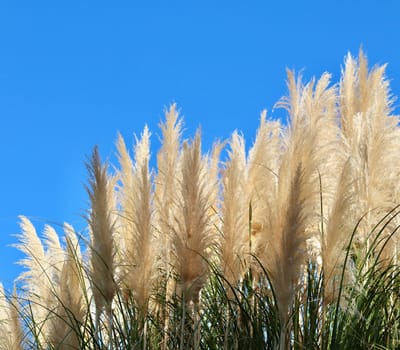 Pampas grass against the blue sky. Natural background, closeup of photo