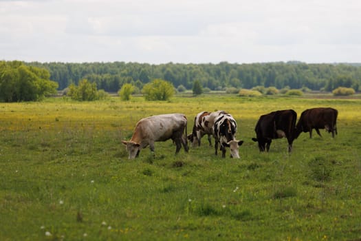 A group of free-range grass-fed cows is peacefully grazing in a grassy meadow.