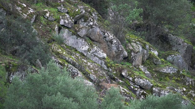 Mountain goats jump across rocks in an enthralling nature display.