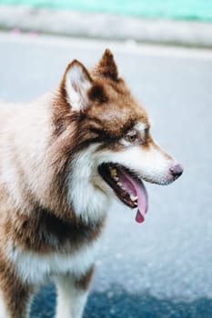 Close-up portrait big white brown Alaskan Malamute dog. Old lady hand takes care about pet.