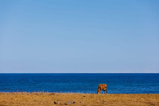 A brown cow peacefully grazes on the coastal field, surrounded by oceanic landforms.