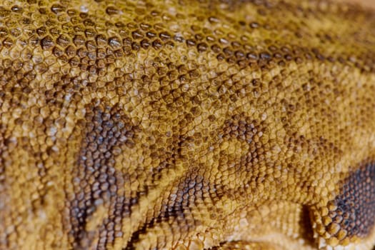 Close-up photo of a bearded dragon's vibrant yellow textured scales against a crisp white background, showcasing the mesmerizing beauty of this exotic reptile.