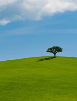 Lonely tree on lush green grass in front of blue sky on a hill in Tuscany countryside, Italy