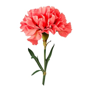 Isolated illustration of carnation ai generated floral element