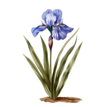 Isolated illustration of Iris flower ai generated element