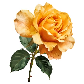 Isolated illustration of yellow rose flower ai generated element