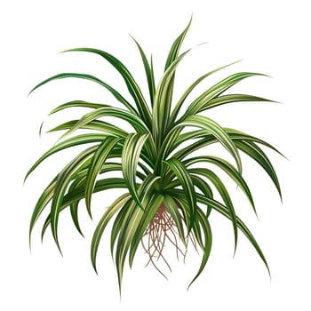 Isolated illustration of a spider plant ai generated element