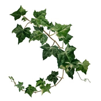 Isolated illustration of english ivy plant tree ai generated element